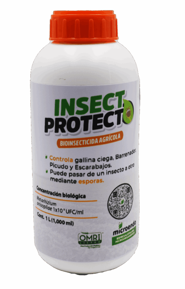 Insecticida orgánico para gallina ciega, y escarabajos - INSECTPROTECT Metarhizium anisopliae